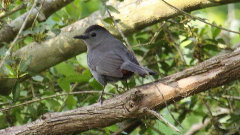 Gray Catbird High Island_2010_04_24_3854.JPG